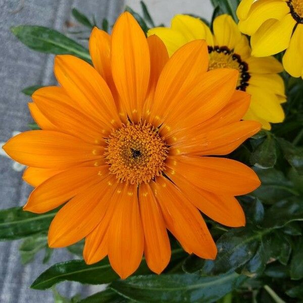 Gazania rigens Flower