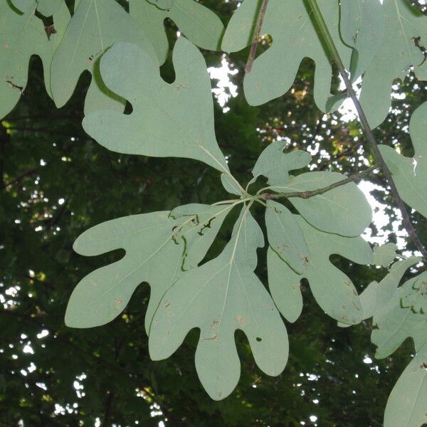 Sassafras albidum Hoja