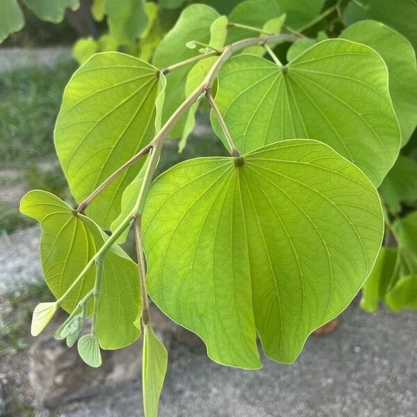 Bauhinia monandra Folha