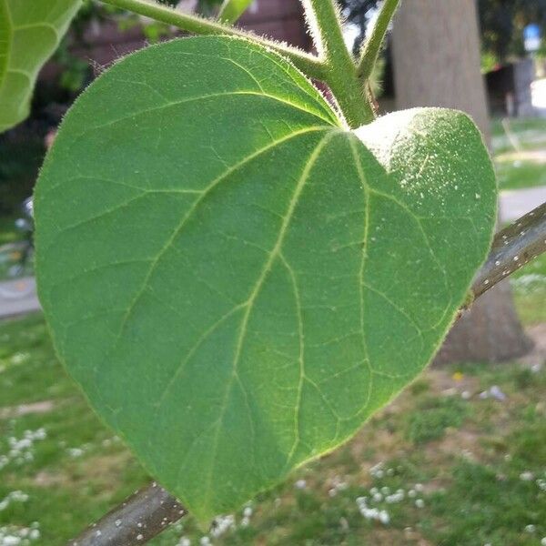 Paulownia tomentosa List