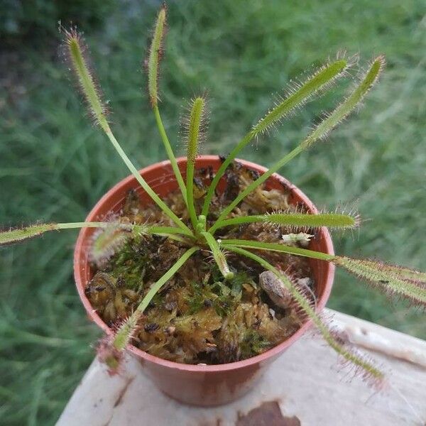 Drosera capensis Folla