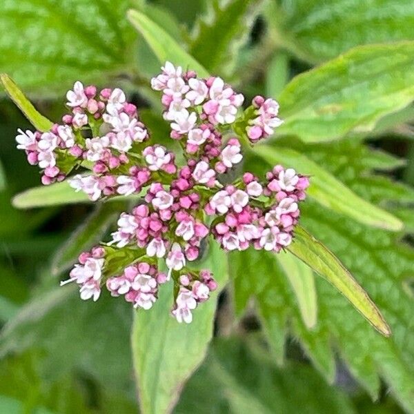 Valeriana montana Blomst