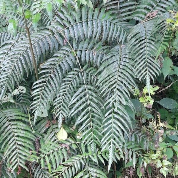 Pteris deflexa Plante entière