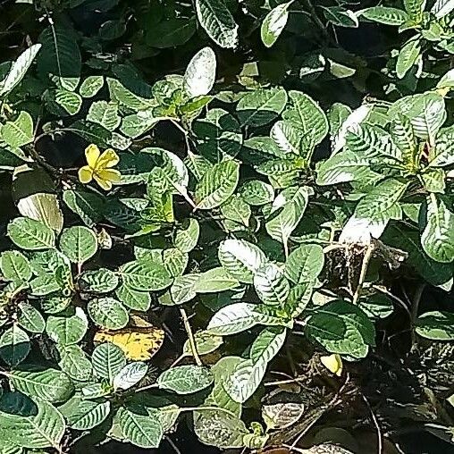 Ludwigia peploides (Water primrose)