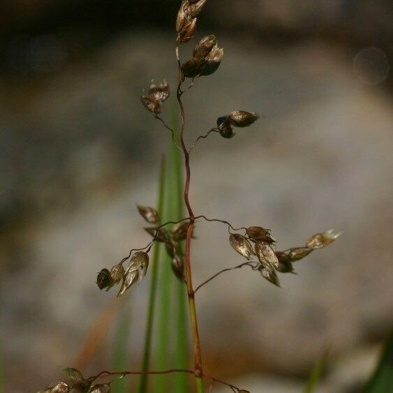 Anthoxanthum nitens फूल