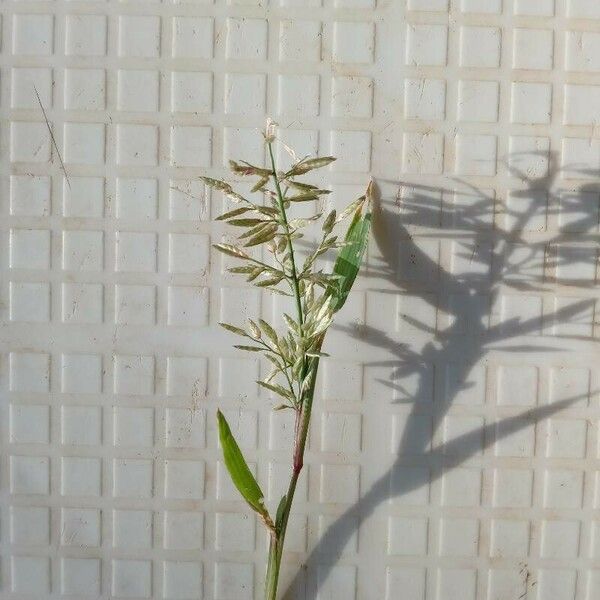 Eragrostis racemosa ফুল