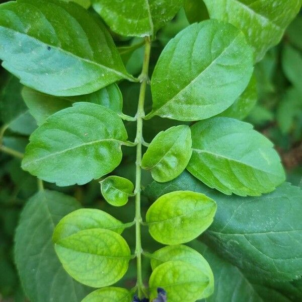 Duranta erecta ᱥᱟᱠᱟᱢ