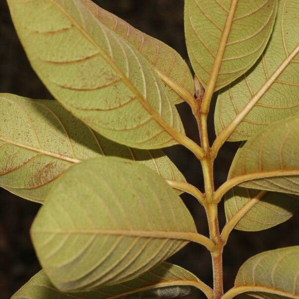 Psidium guineense Leaf