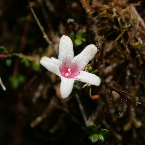 Rhododendron anagalliflorum Květ