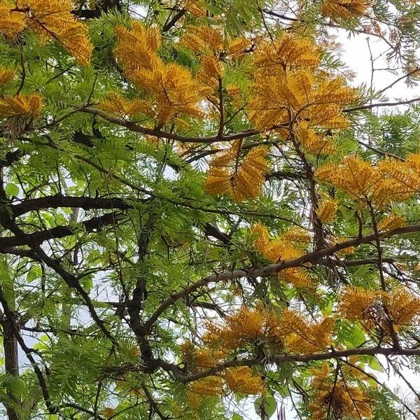 Grevillea robusta Flor