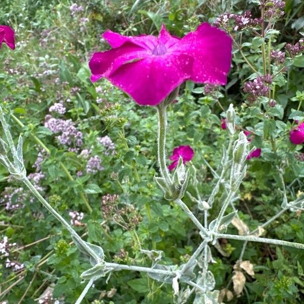 Silene coronaria Blomst