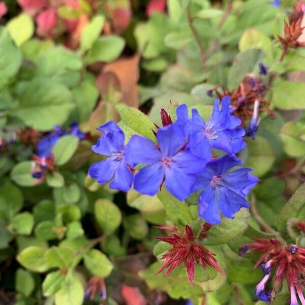 Ceratostigma willmottianum 花