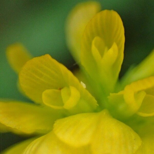 Trifolium aureum Кветка