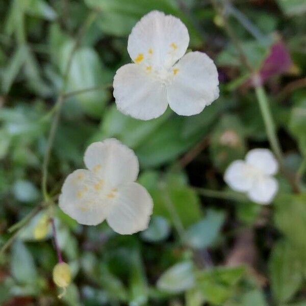 Gibasis geniculata Fleur