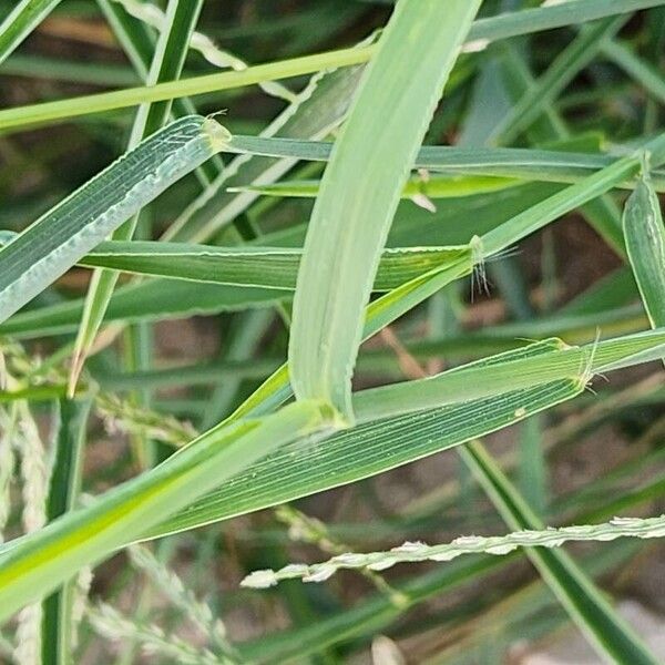 Digitaria sanguinalis Leht