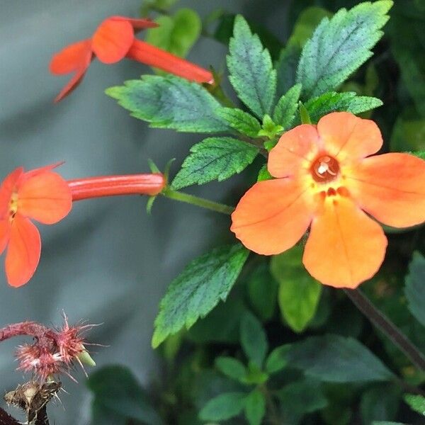 Achimenes admirabilis फूल