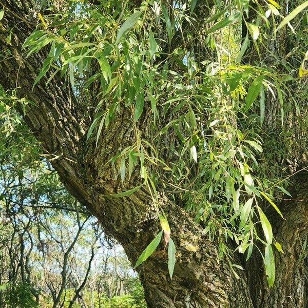 Salix euxina Leaf