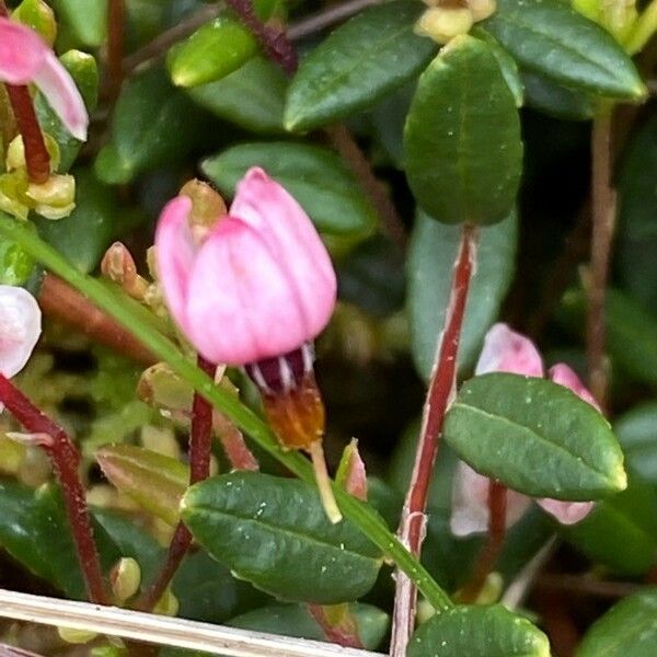 Vaccinium oxycoccos Kwiat