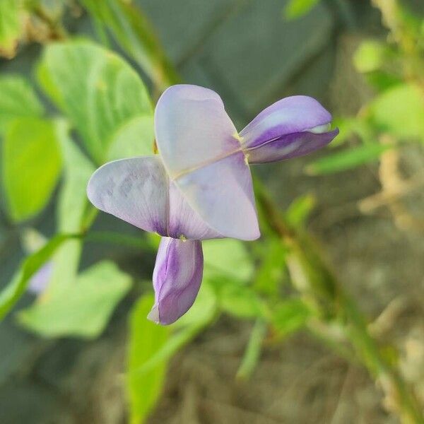 Vigna unguiculata Flor