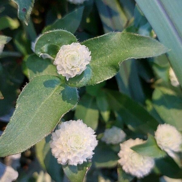 Gomphrena serrata Květ