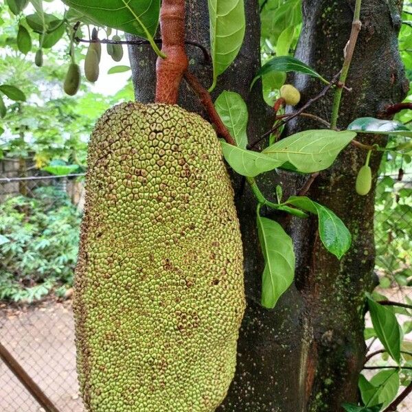 Artocarpus heterophyllus ᱡᱚ