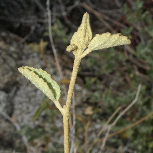 Hibiscus denudatus Rhisgl