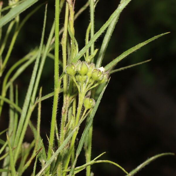 Sida linifolia Frukto