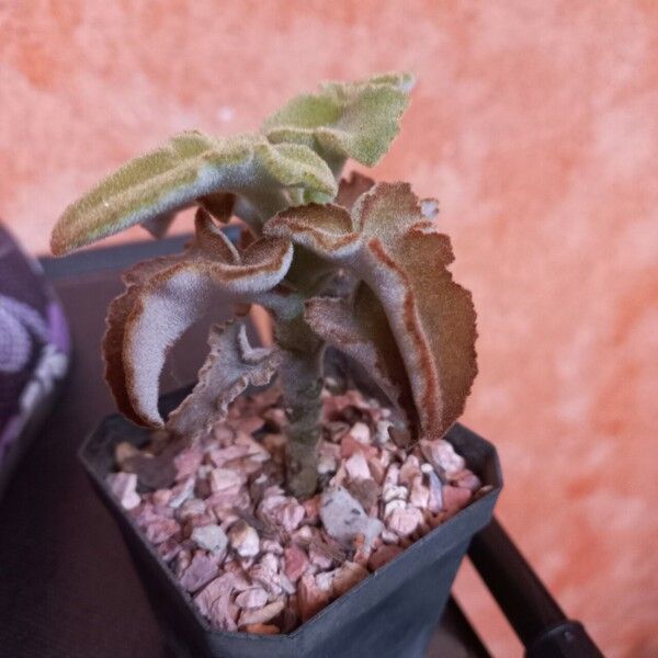 Kalanchoe beharensis 葉