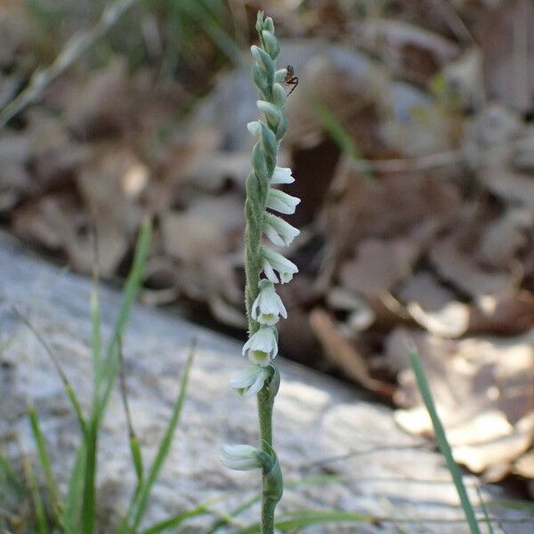 Spiranthes spiralis Fiore