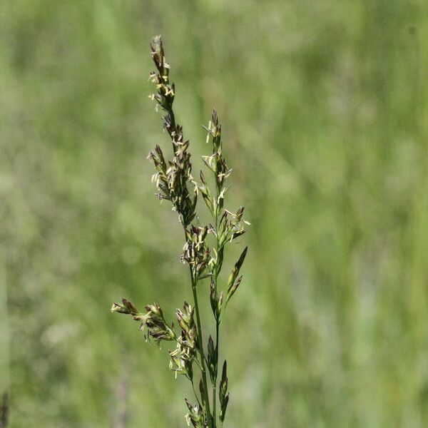 Poa compressa Flower