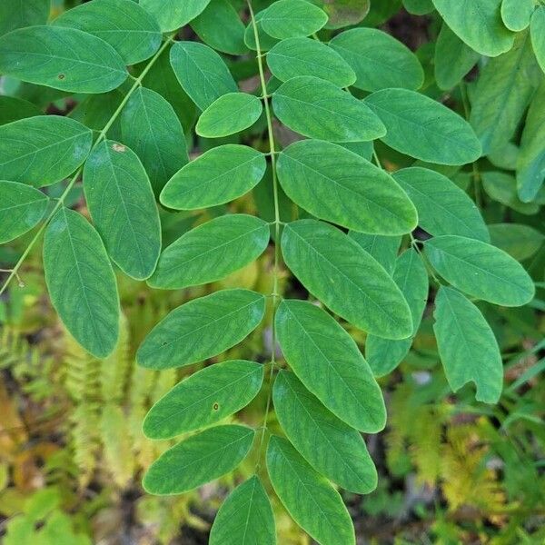 Robinia viscosa Φύλλο