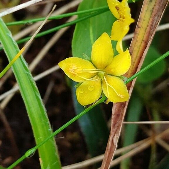 Lysimachia nemorum Blomst