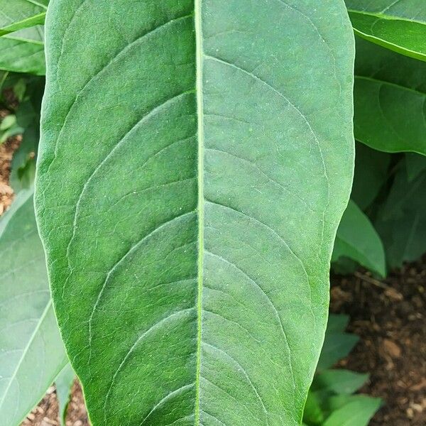 Cestrum aurantiacum Leaf