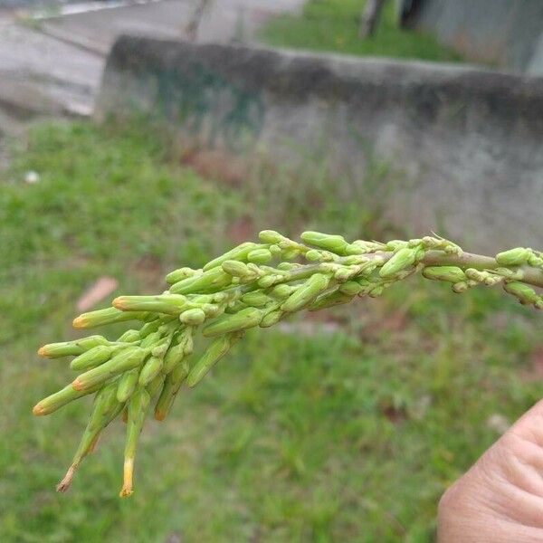 Lactuca canadensis Λουλούδι