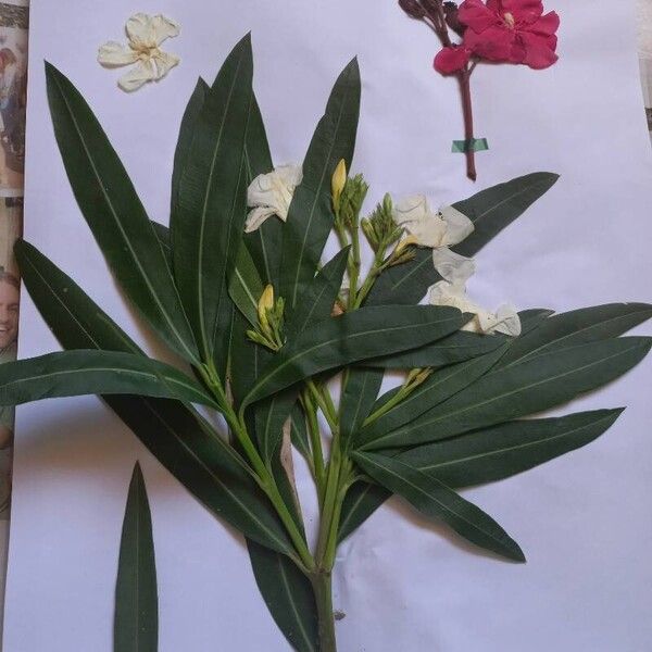 Nerium oleander Blad