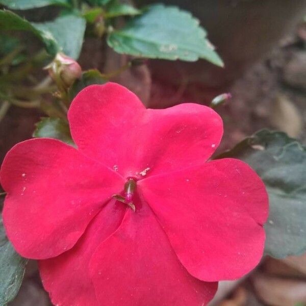 Impatiens walleriana Flors