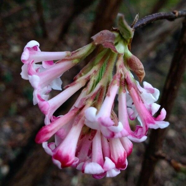 Viburnum farreri Flor