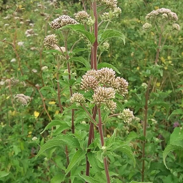 Eupatorium perfoliatum Hábito