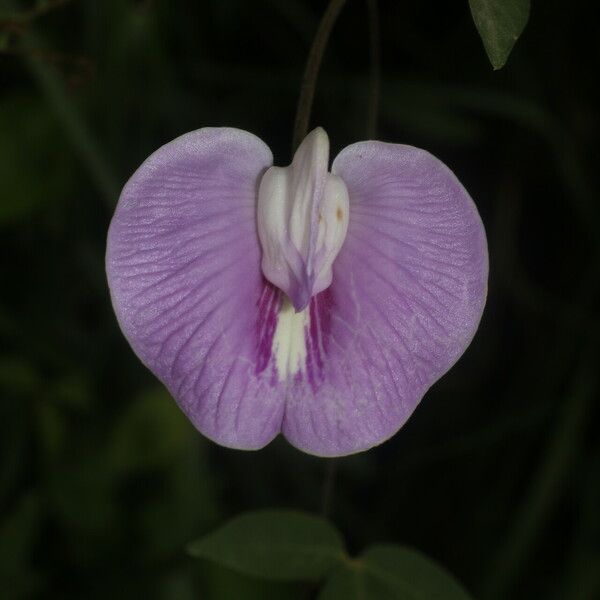 Centrosema pubescens Blomst