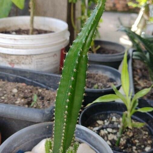 Acanthocereus tetragonus Кара