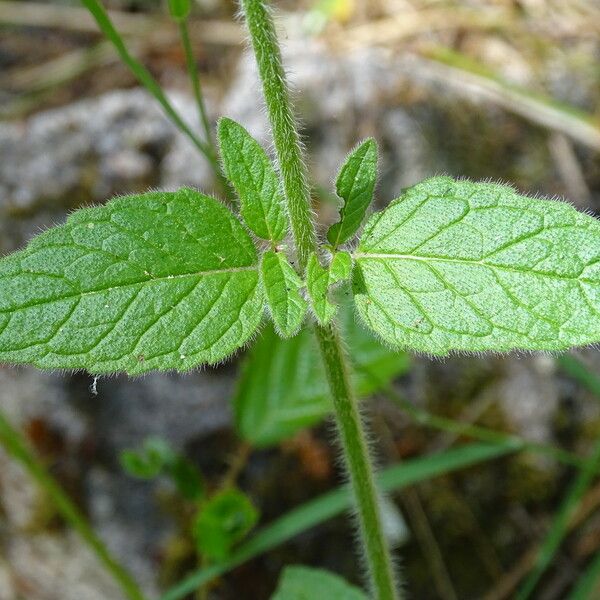 Clinopodium vulgare 葉