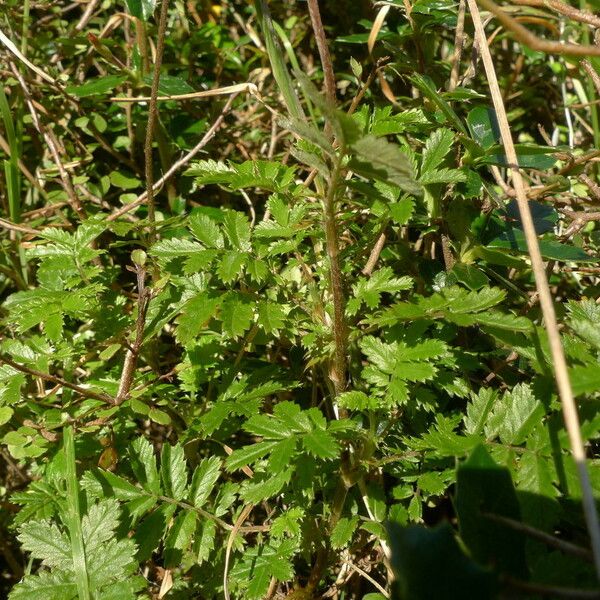 Acaena novae-zelandiae Natur