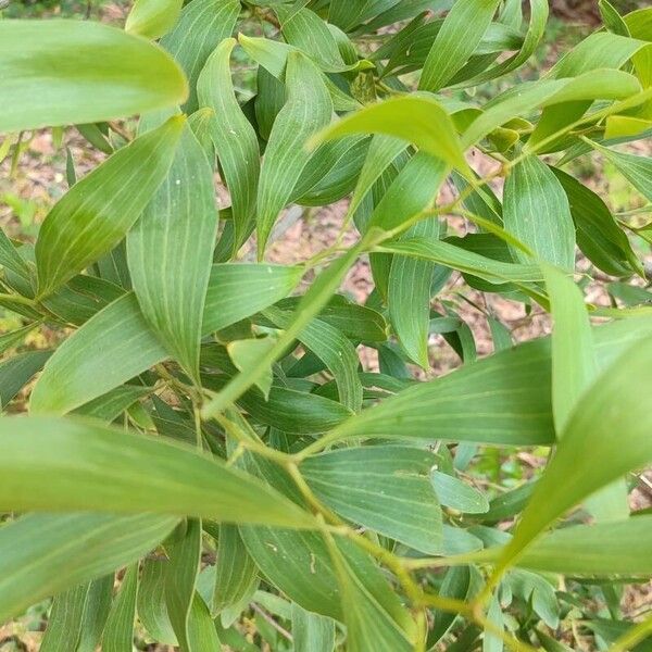 Acacia melanoxylon Лист