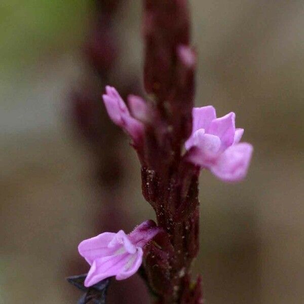 Striga gesnerioides പുഷ്പം