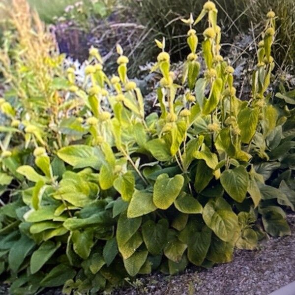 Phlomis russeliana Frunză