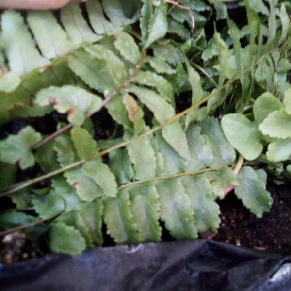 Asplenium platyneuron Leaf