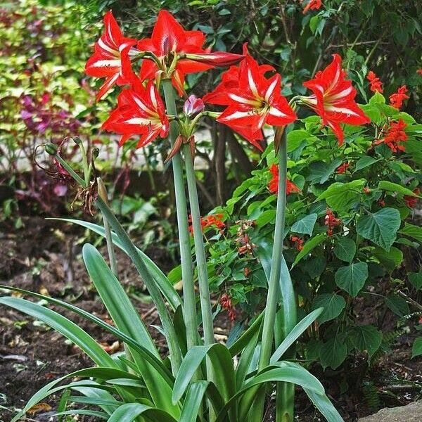 Amaryllis belladonna Květ