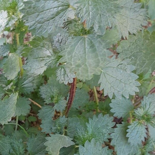 Urtica urens Habitus