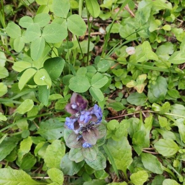 Ajuga reptans List