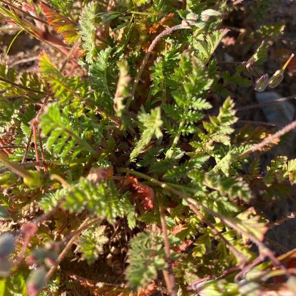 Erodium brachycarpum Liść